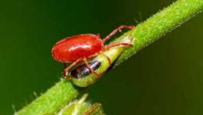 Червено описание, вреда, опасност, методи за борба